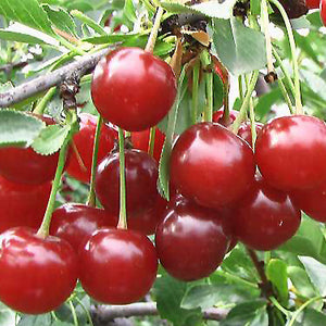 Cerisier (griottier) Valentine (Prunus cerasus x P. fruticosa)