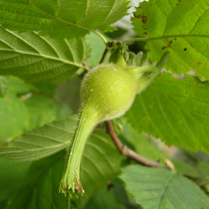 Noisetier à long bec, (corylus cornuta)