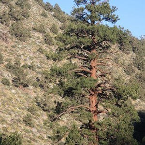 Pin de Jeffrey (Pinus jeffreyi)
