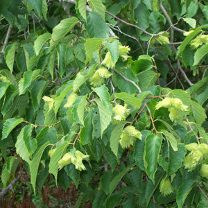 Noisetier américain, corylus americana 3a-3b