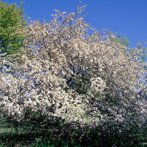 Prunier Américain (prunus americana)