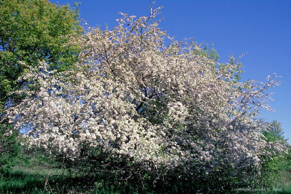 Prunier Américain (prunus americana)