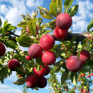 Prunier Brookred (prunus spp)