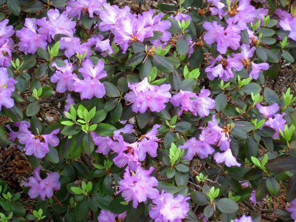 Rhododendron PJM