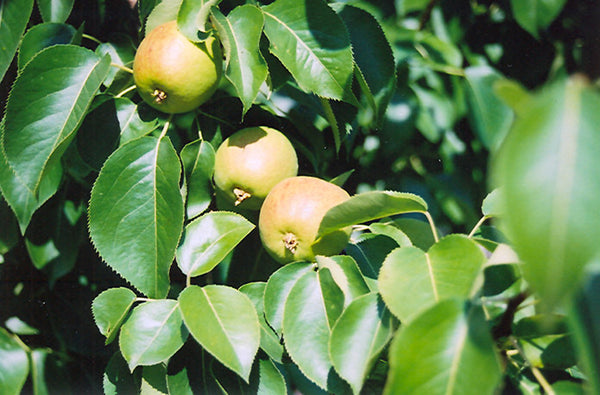 Poirier Golden spice (pyrus golden spice)