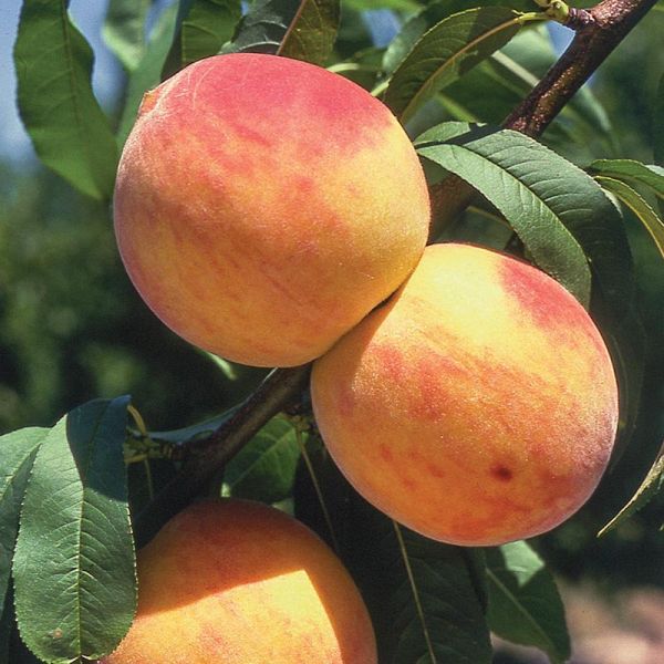 Pêchers et Nectarines