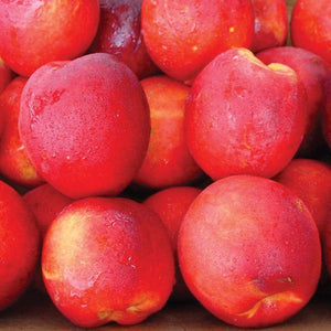 Nectarine hardired (prunus persica nucipersica)