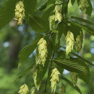 Ostryer de Virginie (ostrya virginiana)