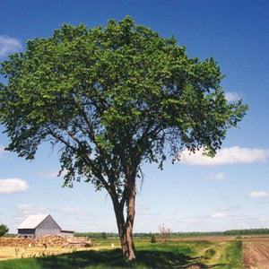 Orme d'Amérique VALLEY FORGE (ulmus america)