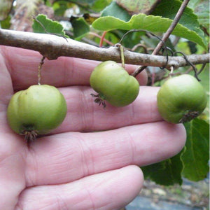 Kiwi Chung Bai (A.Arguta)