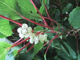 Kiwi Mâle Meader (a. Arguta)