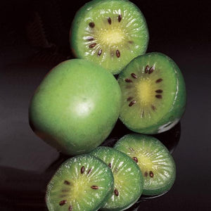 Kiwi Femelle September Sun (A. Kolomikta)