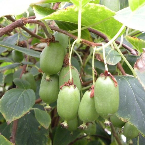 Kiwi Femelle Michigan State (A. Arguta)