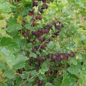 Groseiller Black Velvet (Ribes grossularia)