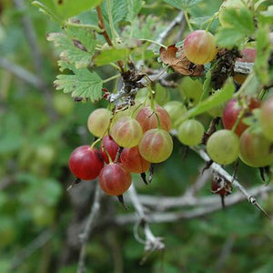 Groseiller 'pixwell' (Ribes grossularia)