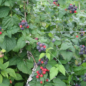 Framboisier noir 'jewel' (Rubus occidentalis)