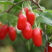 Baies de Goji 'Firecracker' (Lycium barbarum)