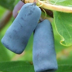 Camerisier berry blue (Lonicera caerulea var. emphyllocalyx)