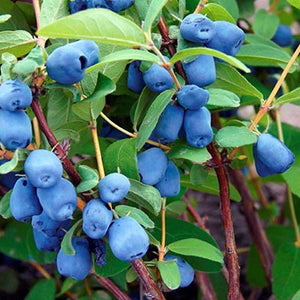 Camerisier Borealis (Lonicera caerulea var. emphyllocalyx)