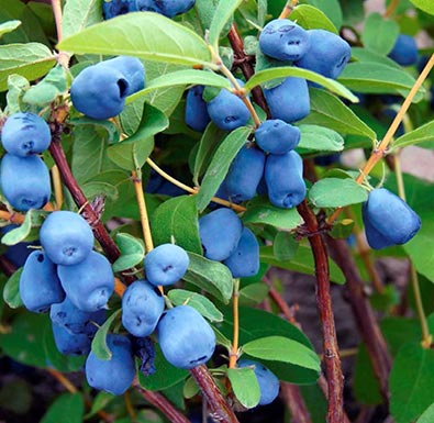 Camerisier Borealis (Lonicera caerulea var. emphyllocalyx)