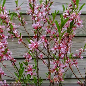 Amandier de Russie (prunus tenella)