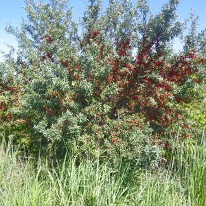 shépherdie argentée (Shepherdia argentea)