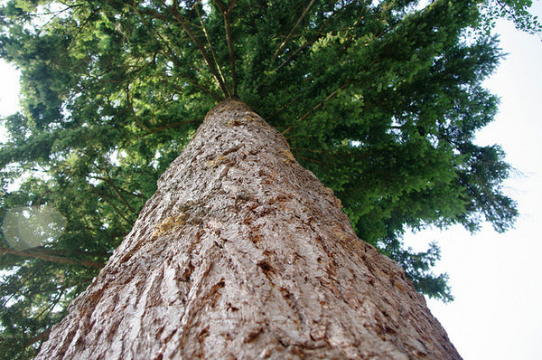 Sapin de Douglas (Pseudotsuga menziesii)