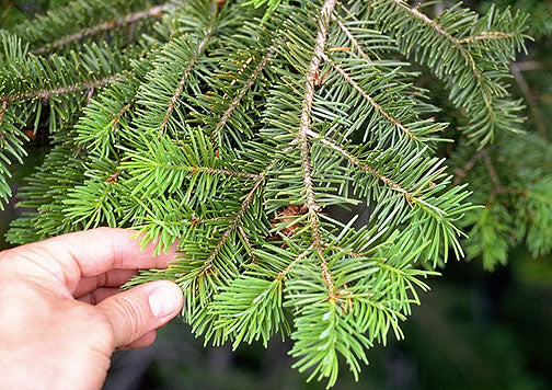 Sapin de Douglas (Pseudotsuga menziesii)