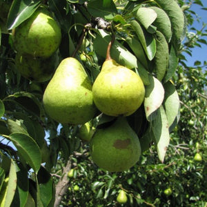 Poirier Northbrite (Pyrus Spp)