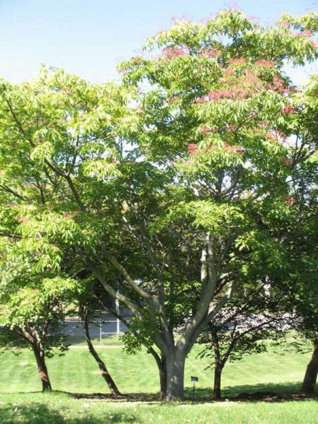 Arbre à miel (Tetradium daniellii)