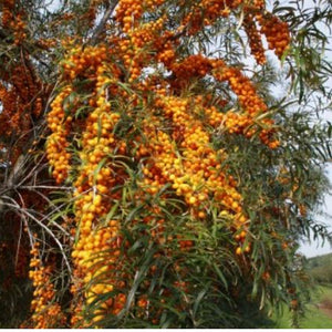 Argousier Orange energie (HIPPOPHAE rhamnoides)