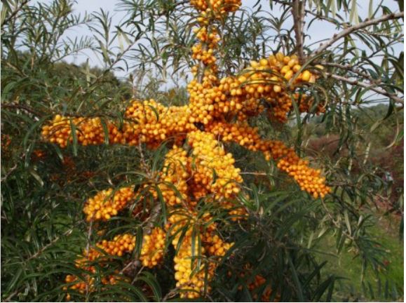 Argousier Orange energie (HIPPOPHAE rhamnoides)