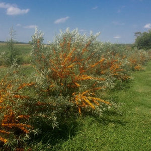 Argousier Caprice (HIPPOPHAE rhamnoides)