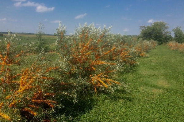 Argousier Caprice (HIPPOPHAE rhamnoides)