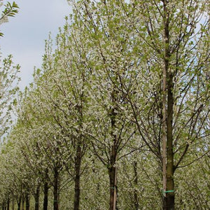 Halesia monticola