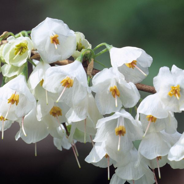 Halesia monticola