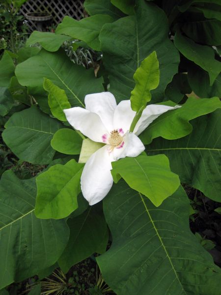 Magnolia à grande feuille (M. macrophylla)