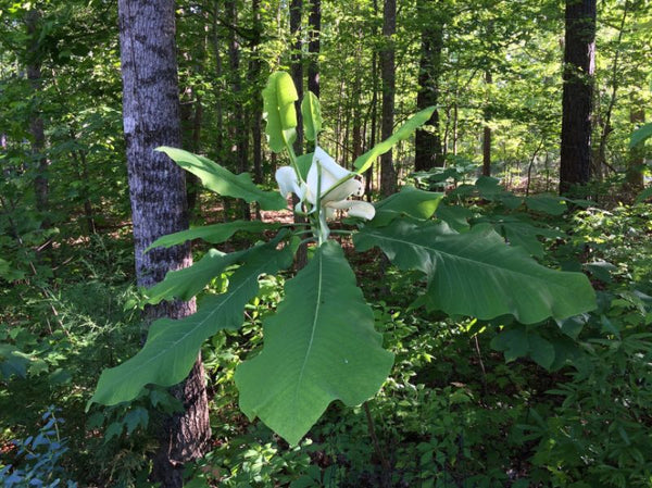 Magnolia à grande feuille (M. macrophylla)