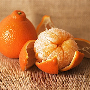 Tangerine Minneola Tangelo porte-greffe nain