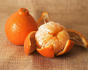 Tangerine Minneola Tangelo porte-greffe nain