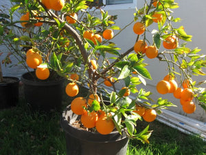 Orange Navel washington sur porte-greffe nain