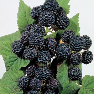 Framboisier Bristol (Rubus occidentalis)