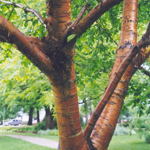 Cerisier de Mandchourie (Prunus maackii)