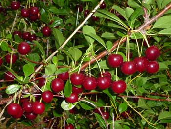 Cerisier de Mandchourie (Prunus maackii)