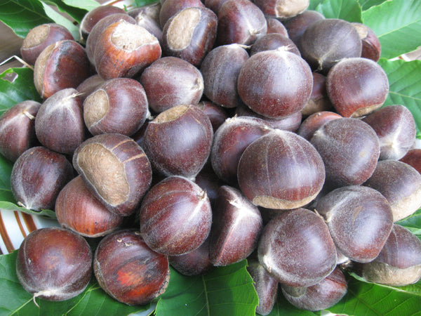 Chataignier hybride semis 'Damiano' (Castanea dentata X mollissima) zone 5a