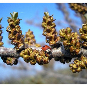 Argousier Pollmix (HIPPOPHAE rhamnoides)