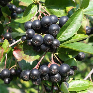 Aronia melanocarpa Vicking (aronia melanocarpa)