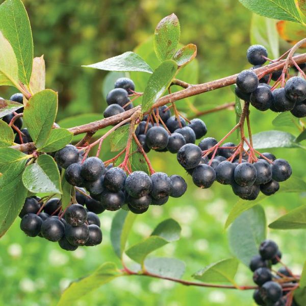 Aronia melanocarpa Vicking (aronia melanocarpa)