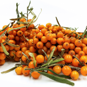 Argousier Golden Rain (HIPPOPHAE rhamnoides)