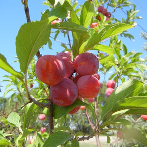 Prunier 'Toka' sur Mustang semi dwarf